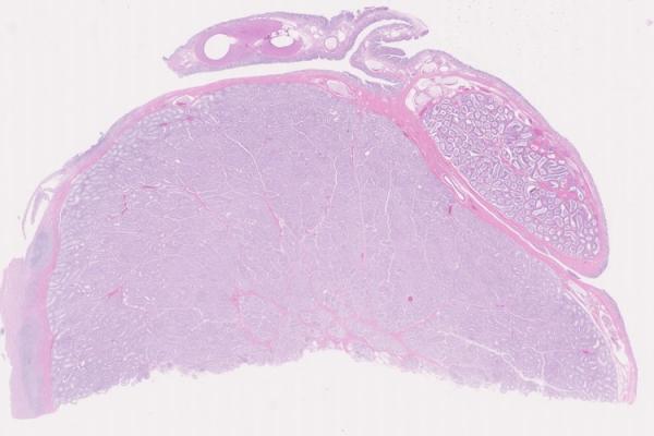 Mystery Case 2014 - MG-106A